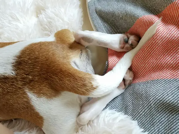 Billede af hale hos lille hund inden haleamputation hos Dyreklinikken Centrum